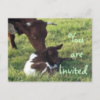 Vache et veau Carte postale/personnaliser d'invita