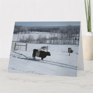 Vache galloway ceinturée dans une carte paysage ne
