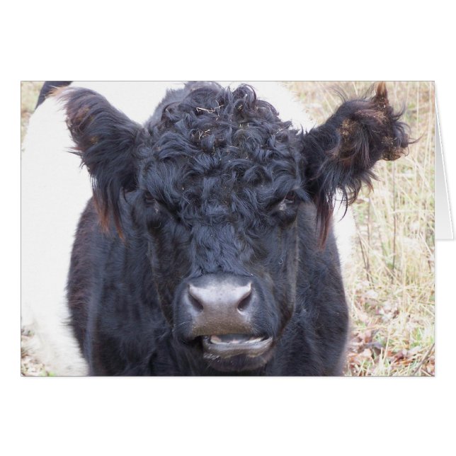 Vache galloway ceinturée - Emma (Devant horizontal)