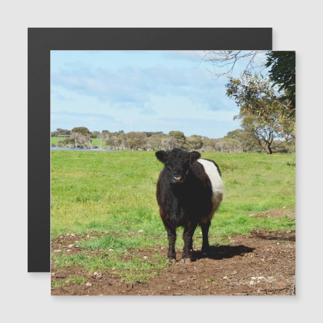 Vache Galloway Femme Dans Le Pays, Carte Magnétiqu (Devant / Derrière)