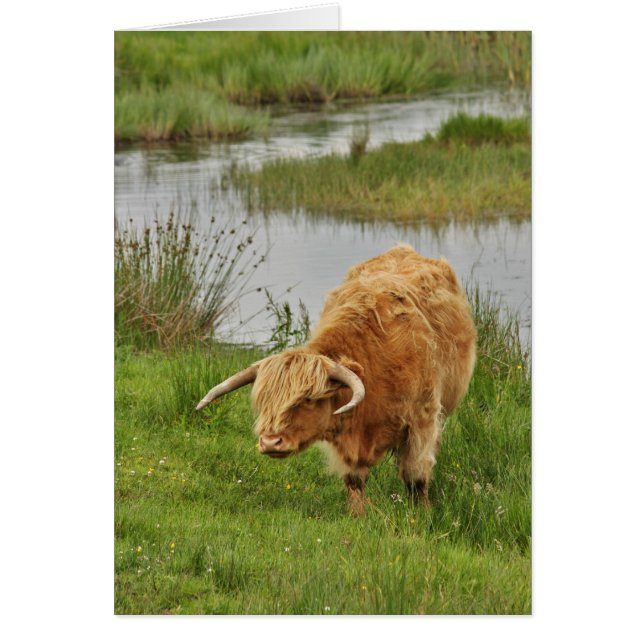 Vache Highland en herbe (Devant)