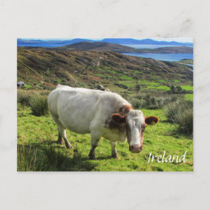 Vache Irlandaise, Anneau De Kerry, Carte Postale I