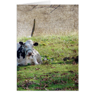 Vache laitière reposante