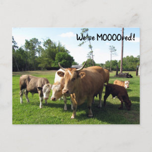 Vache - Nouvelle carte postale d'adresse - Nous av