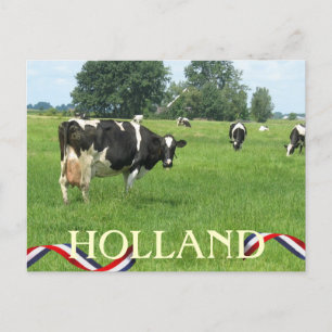 Vache vous regardant Holland Cows carte postale