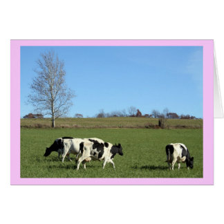 Vaches