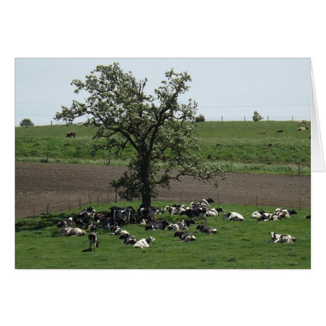 Vaches couchées sous un arbre sur un Carte photo d (Devant horizontal)
