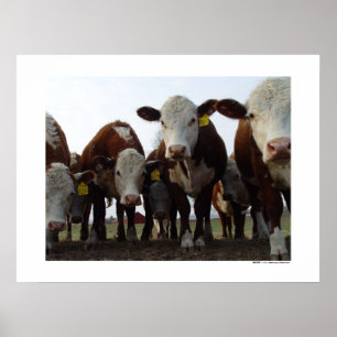 Vaches curieuses 1 affiche