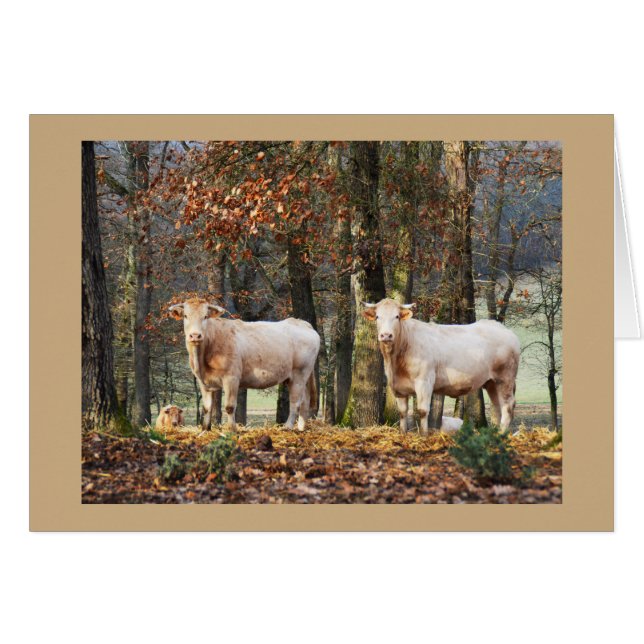 Vaches dans la région boisée, France (Devant horizontal)
