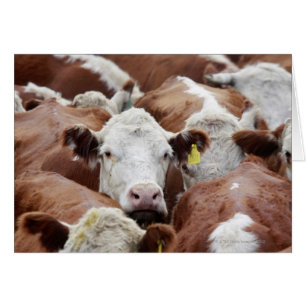 Vaches dans un corral