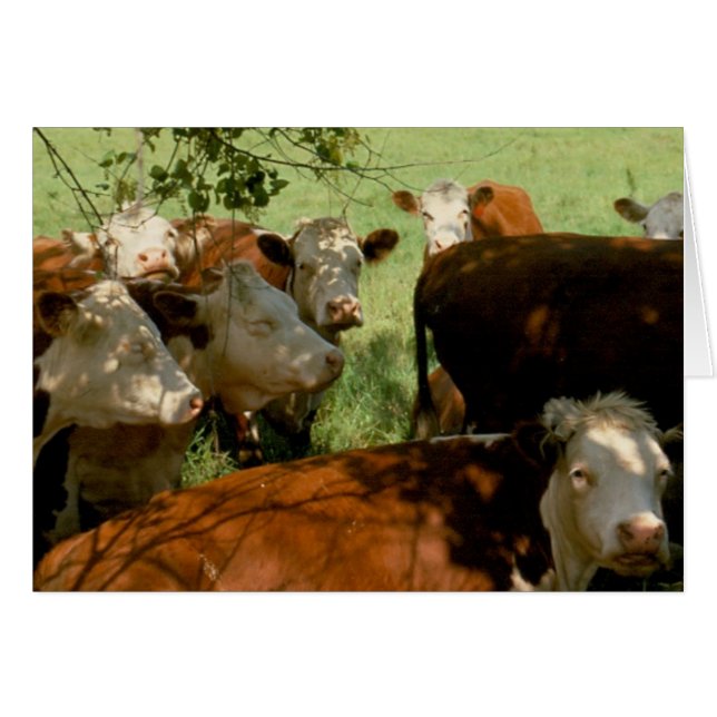 Vaches de repos (Devant Horizontal)