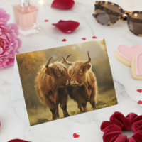 Vaches des Highlands amoureuses Carte postale