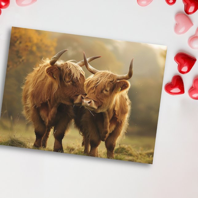 Vaches des Highlands amoureuses Carte postale (Créateur téléchargé)