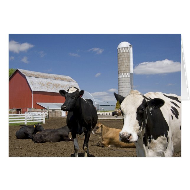 Vaches devant une grange rouge et silo sur une fer (Devant horizontal)