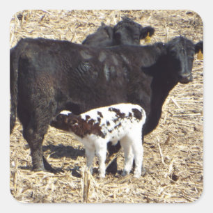 Vaches et autocollant mignons de soins de veau de
