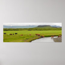 Vaches et Eldborg Crater Islande Poster