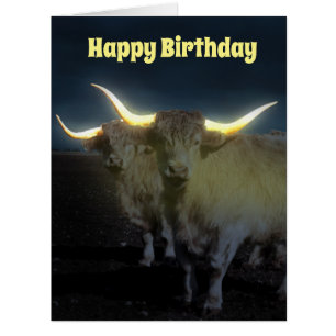 Vaches Highland Avec Luminosité, Carte Jumbo Anniv