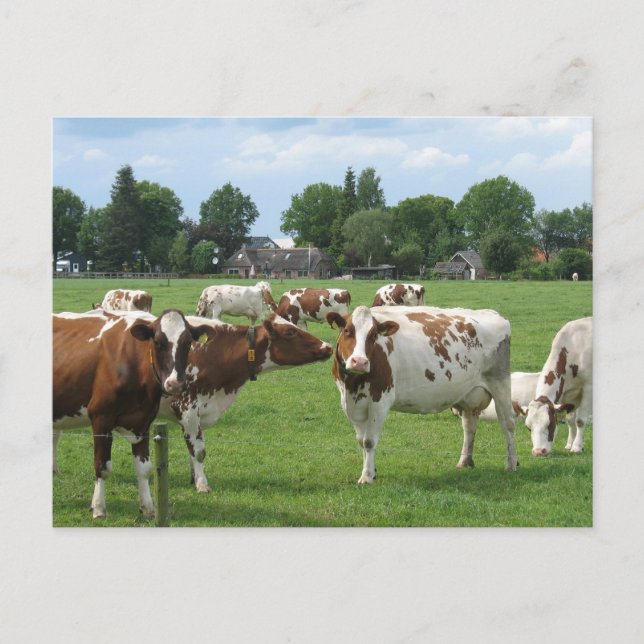 Vaches laitières vous regardant Carte postale (Devant)