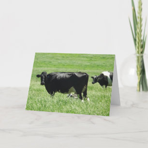 Vaches noires et blanches mignonnes sur carte blan