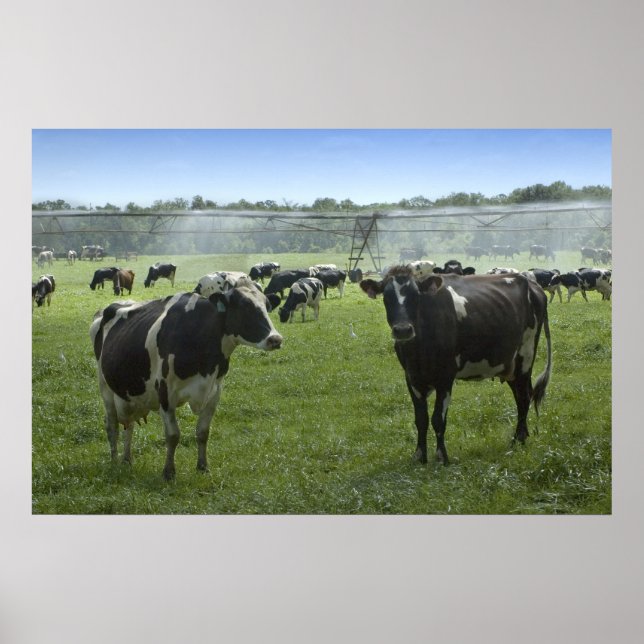 Vaches Obtenir Une Impression De Douche (Devant)