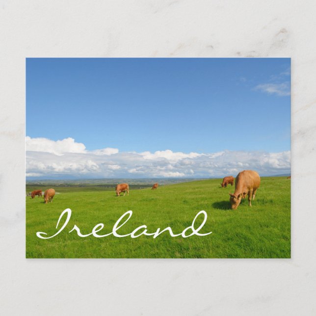 Vaches pâturant dans une prairie en Irlande carte  (Devant)