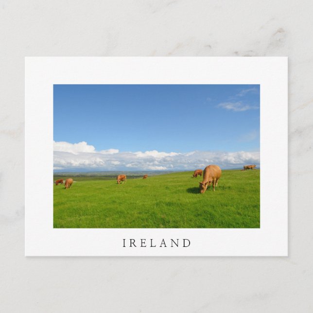 Vaches pâturant dans une prairie en Irlande carte  (Devant)