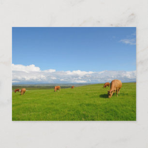 Vaches pâturant dans une prairie en Irlande carte 
