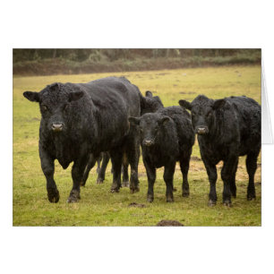 Vaches sous la pluie