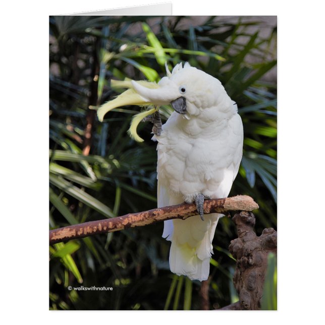 Vagues de Cockatoo au soufre au photographe (Devant)