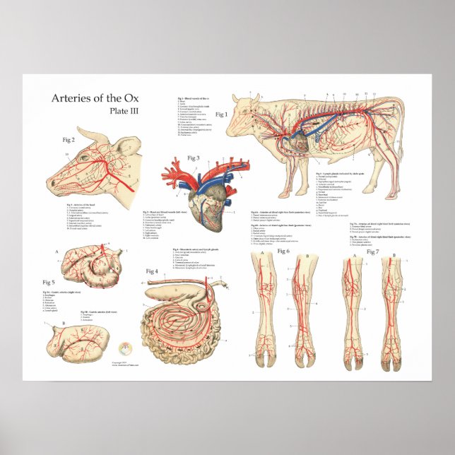 Vaisseaux de sang de vache bovine Anatomie Poster (Devant)