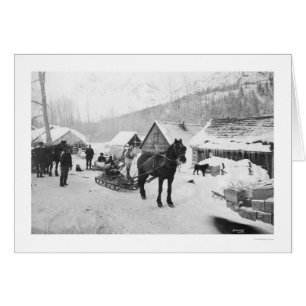 Valdez Hinterpferde Alaska 1912
