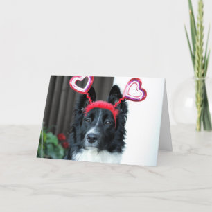Valentine Border Collie Grußkarte Feiertagskarte