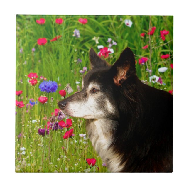 Valentine Border Collie mit wunderschönen Blume Fliese (Vorderseite)
