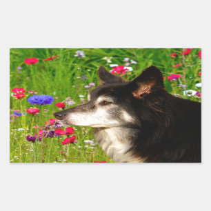 Valentine Border Collie mit wunderschönen Blume Rechteckiger Aufkleber