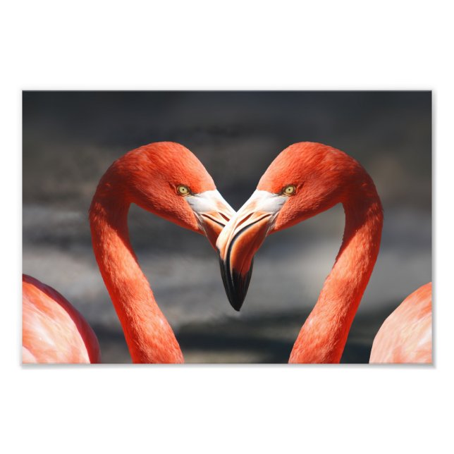 Valentine Flamingo Fotodruck (Vorne)