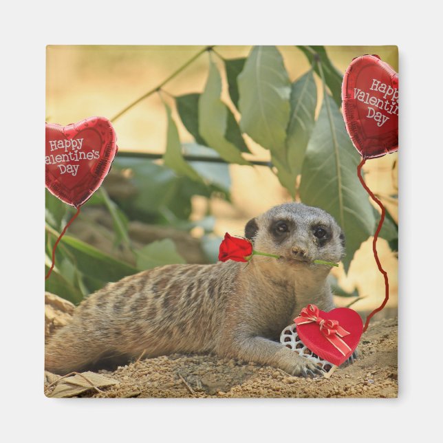 Valentine Meerkat Magnet (Vorne)