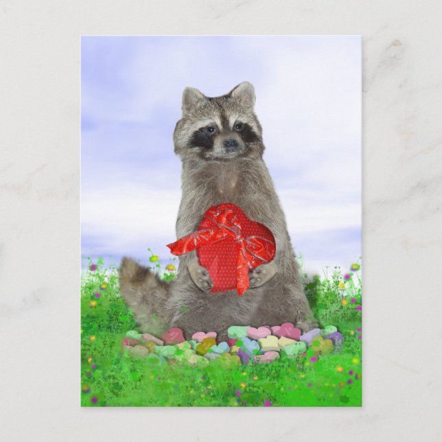 Valentine Raccoon Bandit Feiertagspostkarte (Vorderseite)
