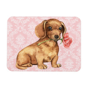 Valentine Rose Dackel Magnet