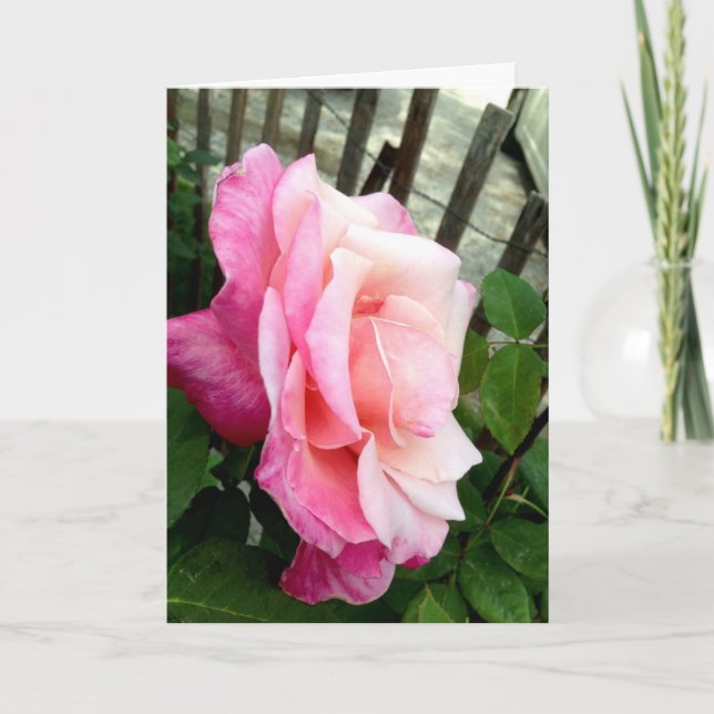 Valentine Rose Feiertagskarte (Vorderseite)