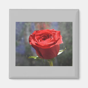Valentine Rose Magnet