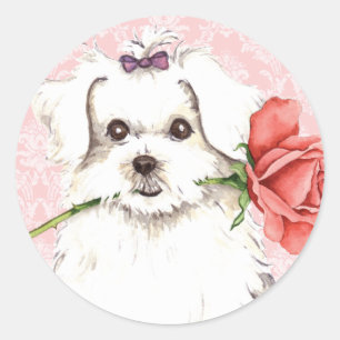 Valentine-Rose maltesisch Runder Aufkleber