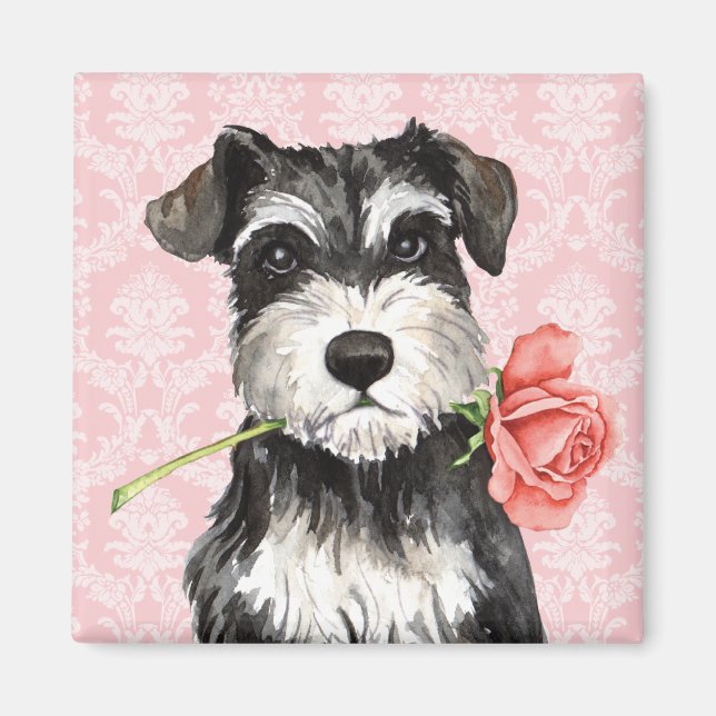 Valentine Rose Mini Schnauzer Magnet (Vorne)