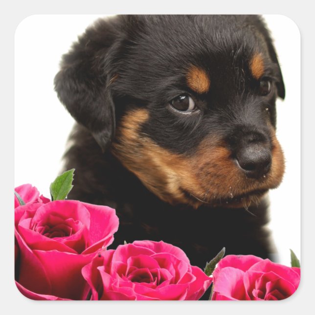 Valentine Rose Rottweiler Puppy Quadratischer Aufkleber (Vorderseite)
