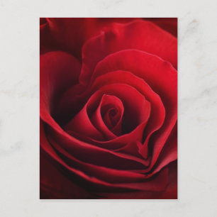 Valentine Rote Rose Feiertagspostkarte