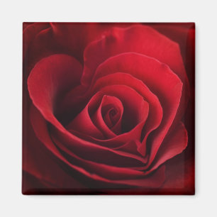 Valentine-Rote Rose Magnet