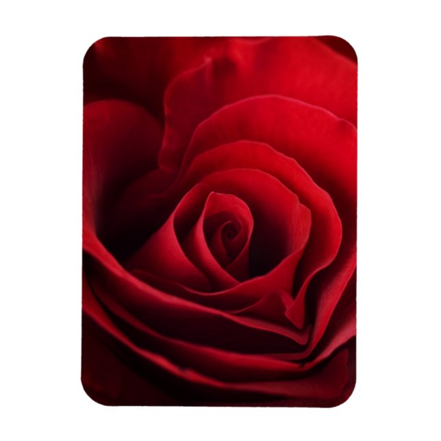 Valentine Rote Rose Magnet (Vertikal)