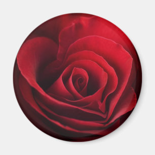 Valentine Rote Rose Magnet