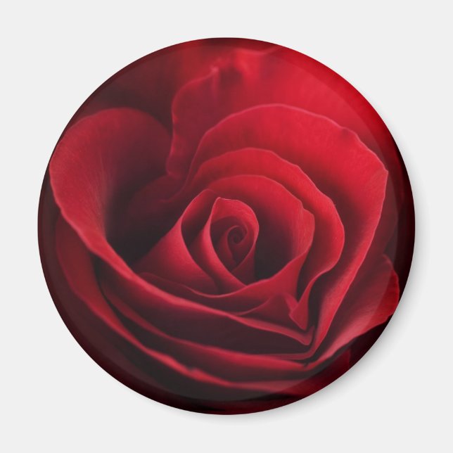 Valentine Rote Rose Magnet (Vorne)
