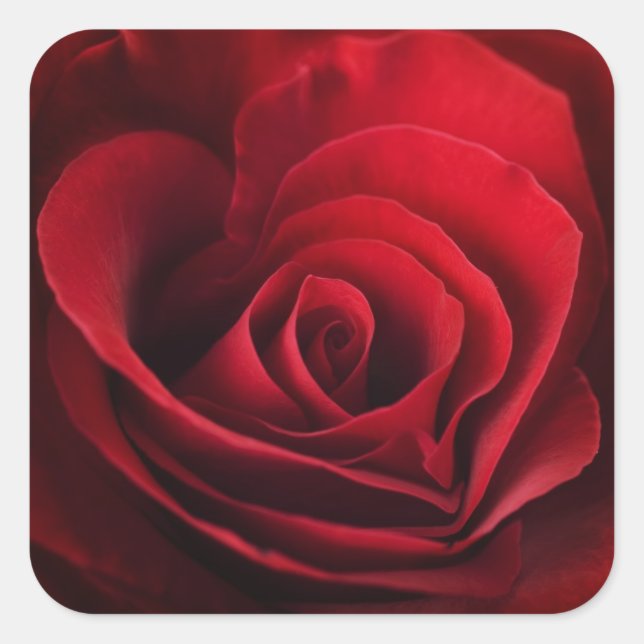 Valentine Rote Rose Quadratischer Aufkleber (Vorderseite)