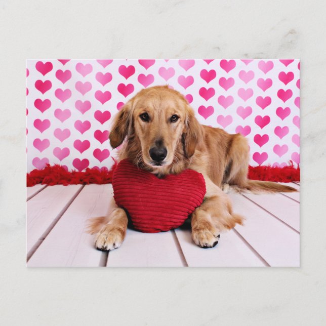 Valentines - Golden Retriever - JJ Feiertagspostkarte (Vorderseite)